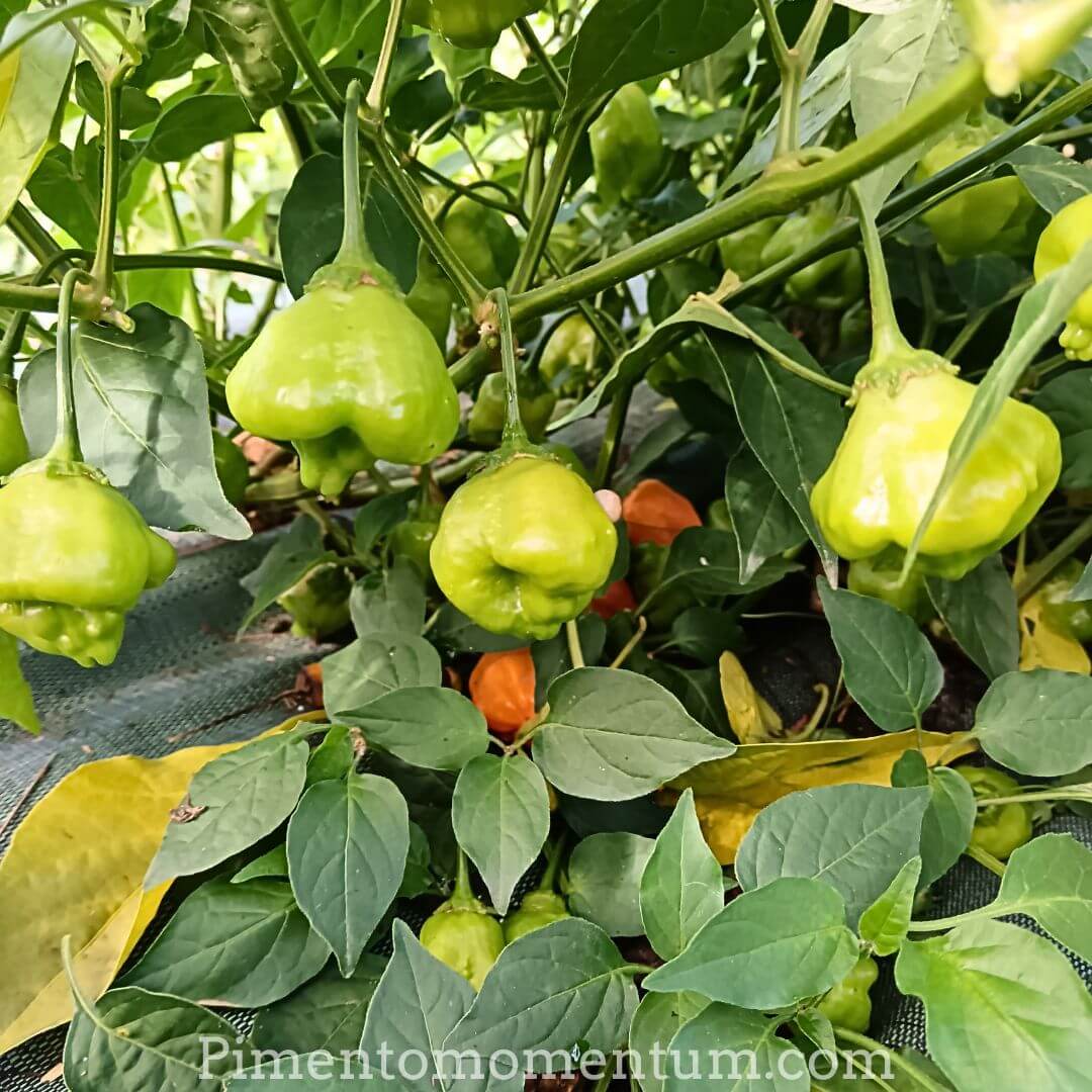 Aji Mango mûrs orange sur plant - et vert imature - Piments péruviens bio culture artisanale France