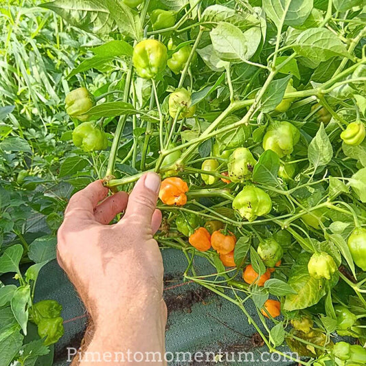 Aji Mango verts immatures sur plant - Culture bio Lot-et-Garonne Pimento Momentum