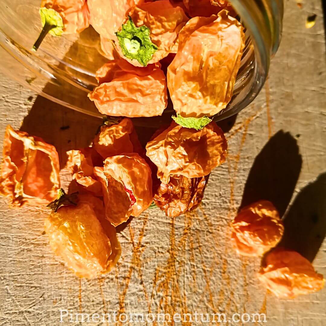 Aji Mango séchés sur vannerie artisanale - Piments péruviens fruités bio Pimento Momentum