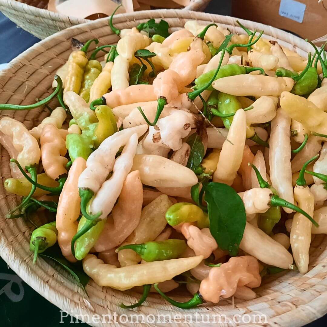 récolte des piments blanc rose aribibi gusano - caterpillar pepper - aji gusanito - piment chenille de Bolivie