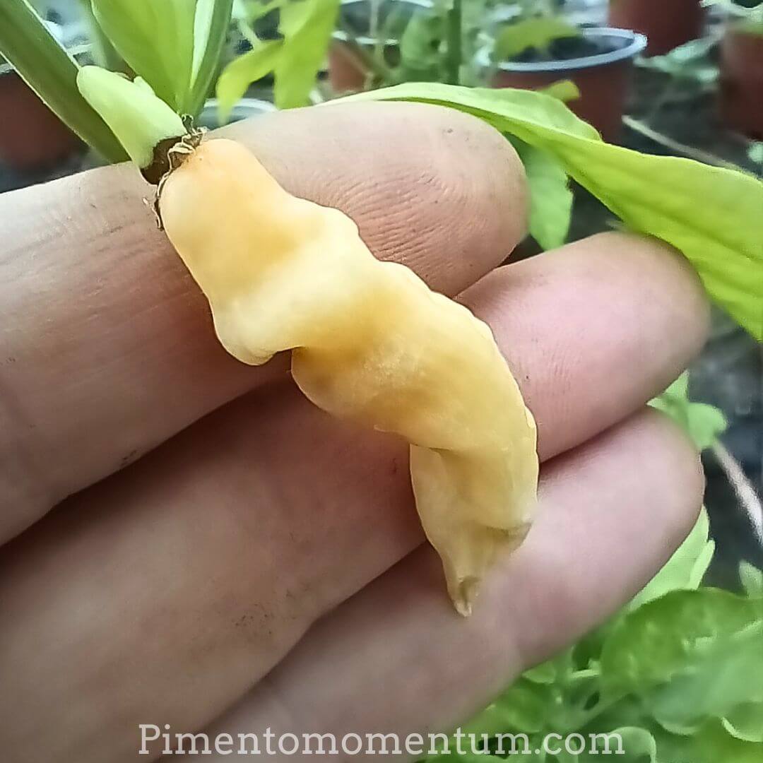 piment aribibi gusano blanc de Bolivie - cultuvé en lot et garonne en agriculture biologique - pimento momntum