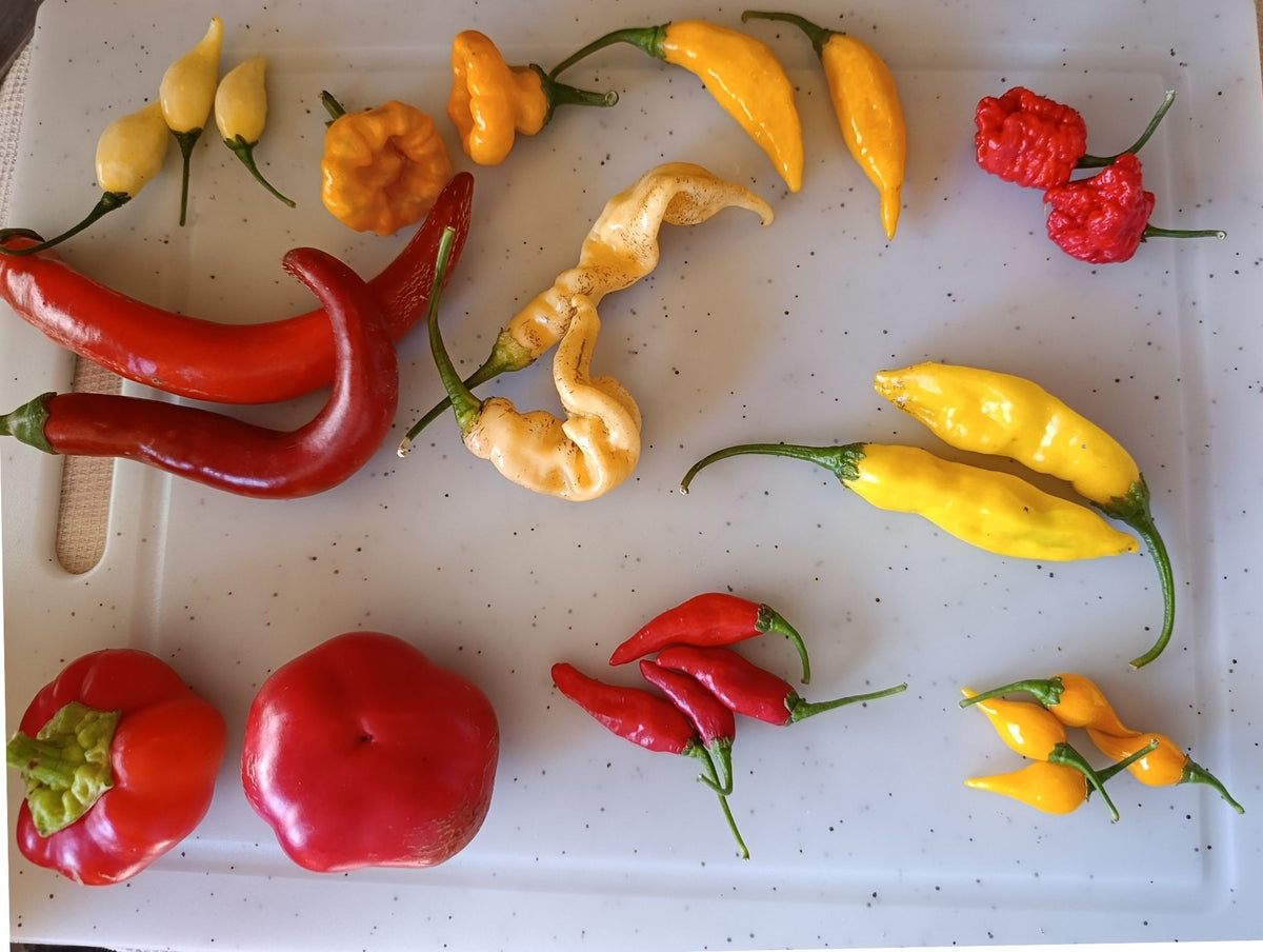 Exemple de 10 variétés de piments frais bio : La Fournaise, Habanero x Fatalii jaune, Jamaican Mushroom jaune, Coyote Zan, Cayenne Fire Flame, Dame Blanche, Lemon Drop, Biquinho jaune, Mini Végétarien et Paprika Alma