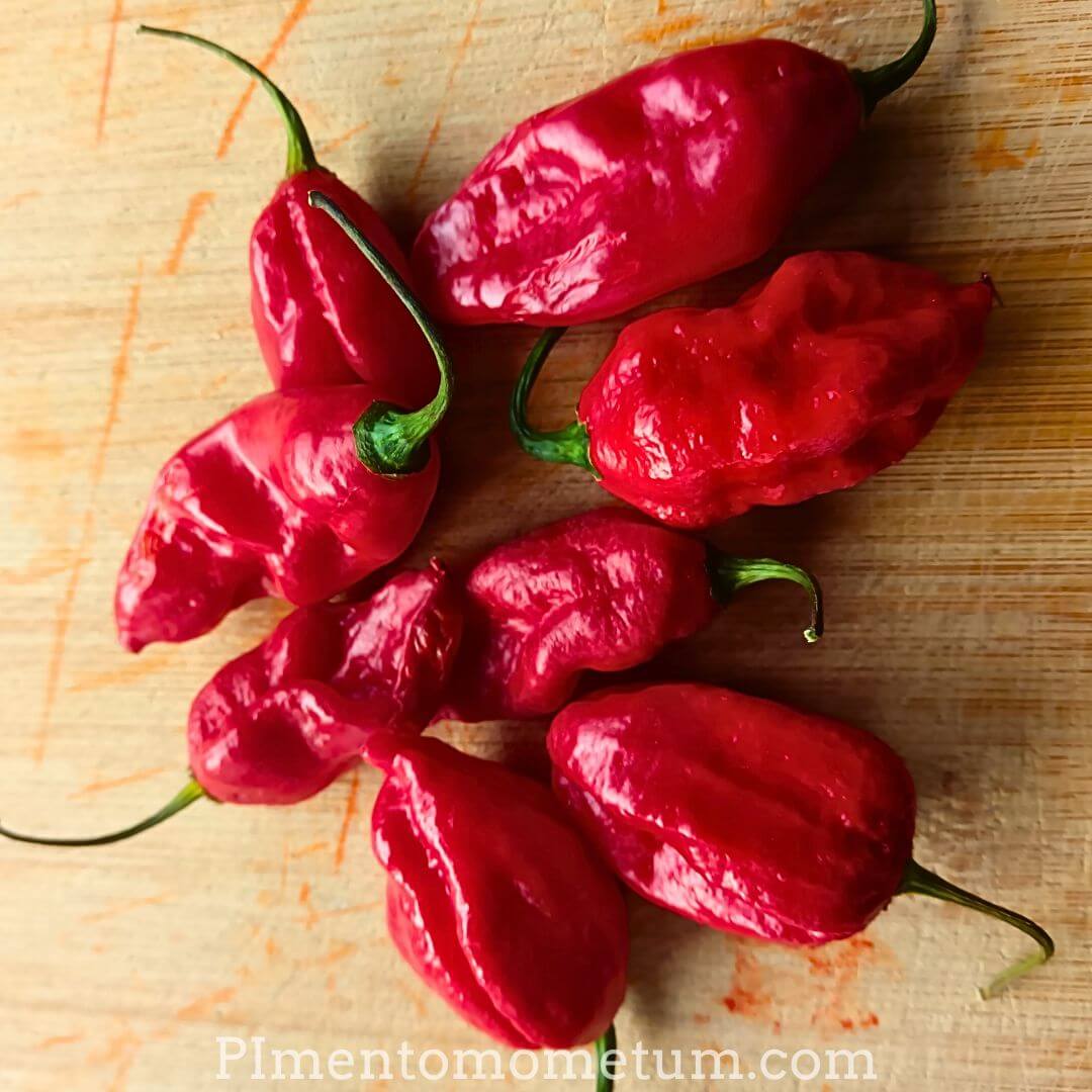 assortiment piments rouges frais varies recolte artisanale producteur lot-et-garonne
