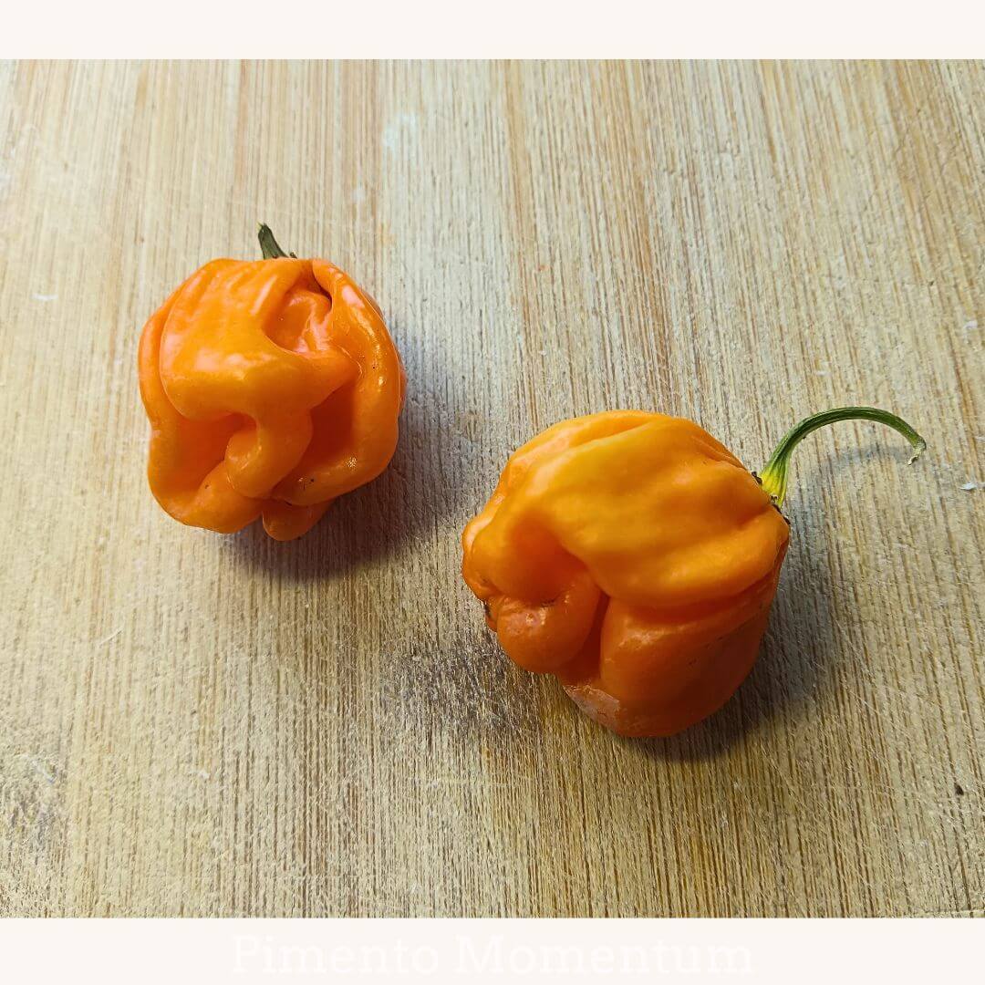 piment bahamian goat originaire des Bahamas, saveur étable ce qui lui donne son surnom de piment chèvre, culture lot et garonne.