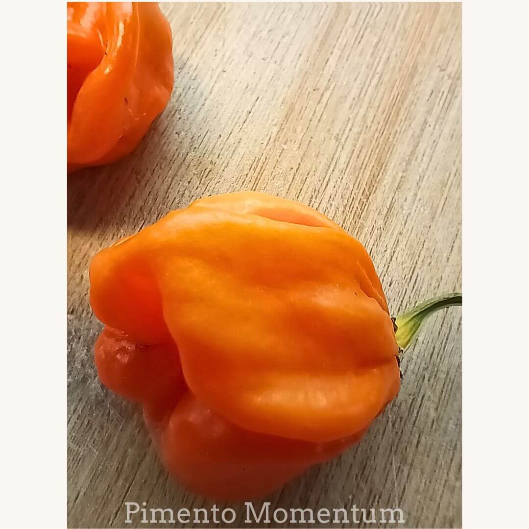 piment bahamian goat orange foncé sur une planche de bois, culture artisanale sud ouest, lot et garonne, france