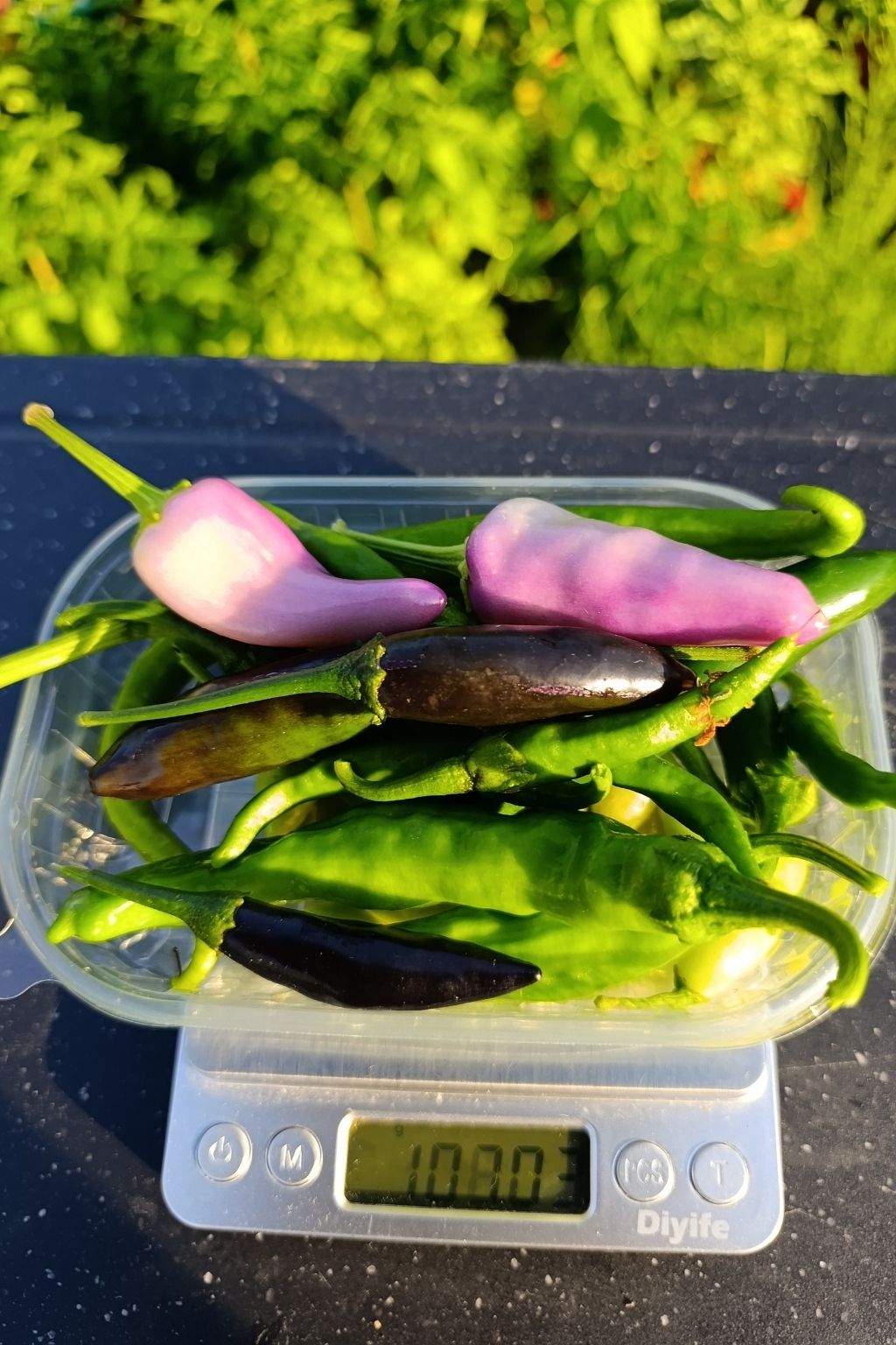 Box découverte de piments verts frais bio pesée avant préparation de la commande.
