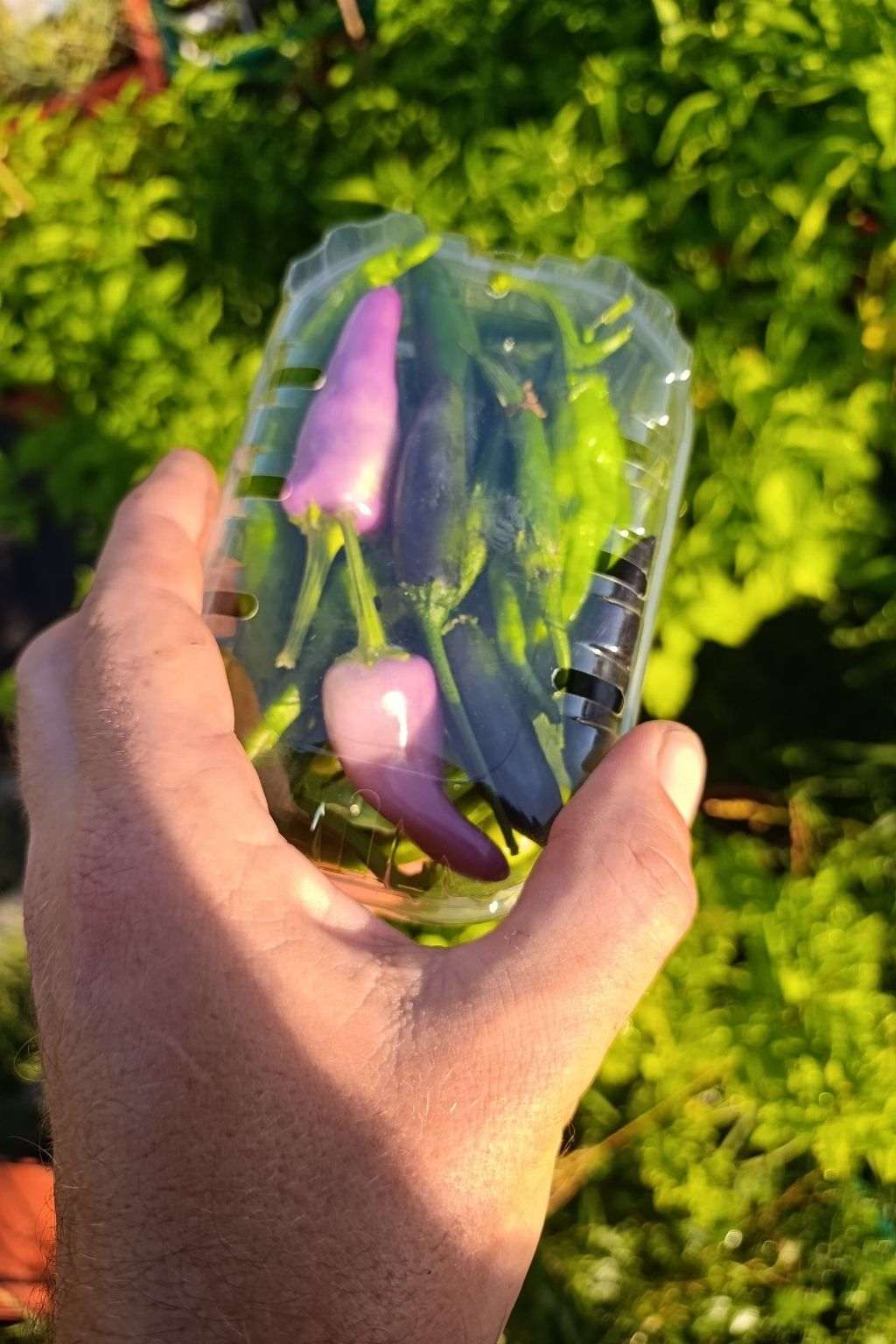 Barquette de piments verts frais bio tenue à la main au jardin après récolte.