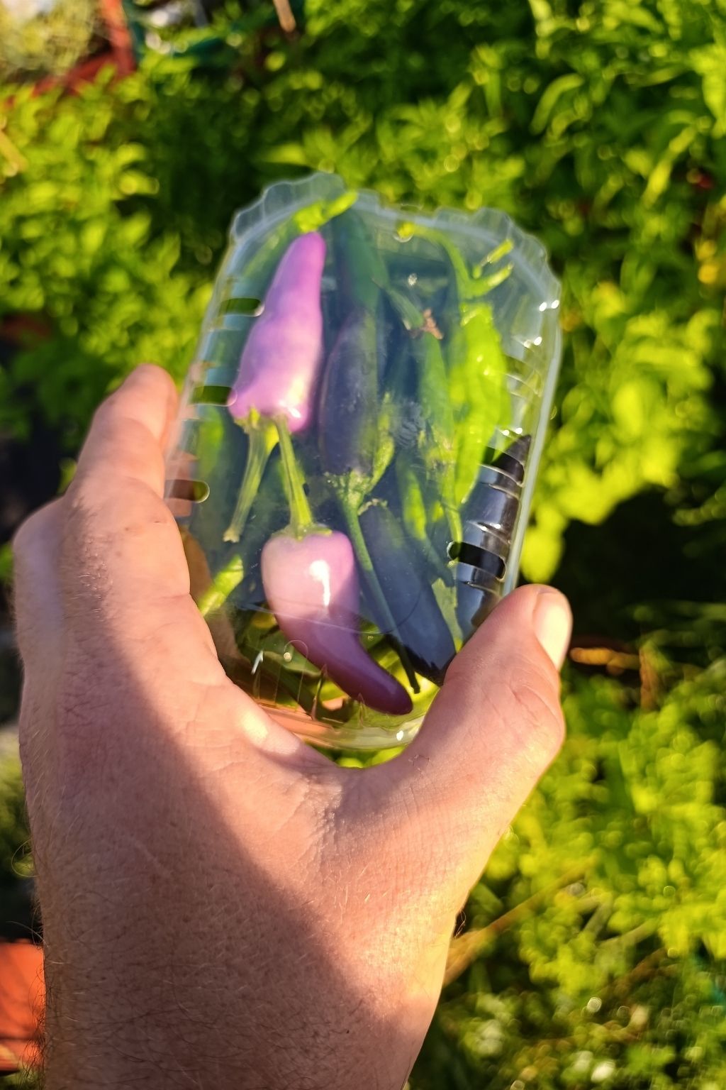 Barquette de piments verts frais bio tenue à la main au jardin après récolte.