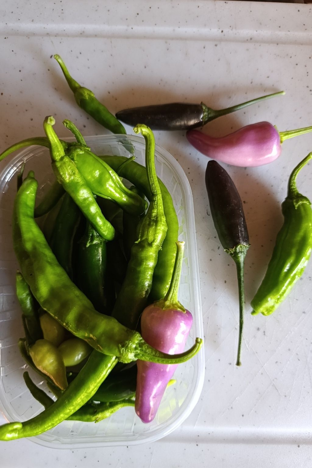 Sélection de piments frais verts et violets de différentes formes et variétés.