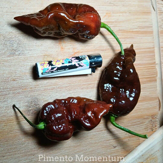 Big Black Mama frais chocolat foncé - comparaison taille avec un briquet - Piments ultra-forts 1 million SHU bio Lot-et-Garonne