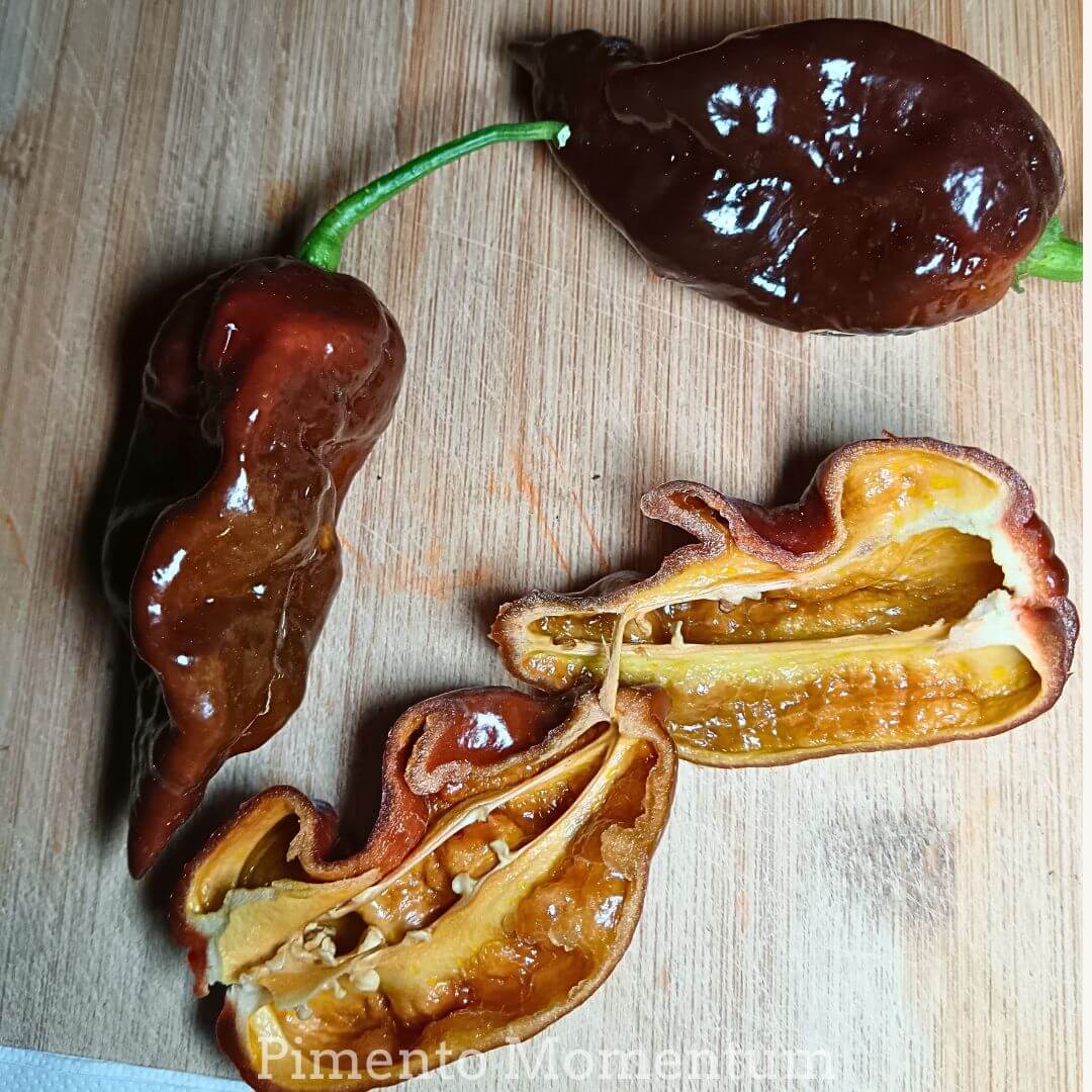 piment big mama black frais couleur chocolat - Piments ultra forts bio Pimento Momentum