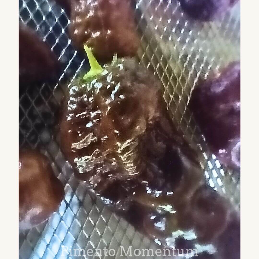 Pilent Big Black Mama couleur chocolat au lait - en cours de séchage - Culture artisanale bio France