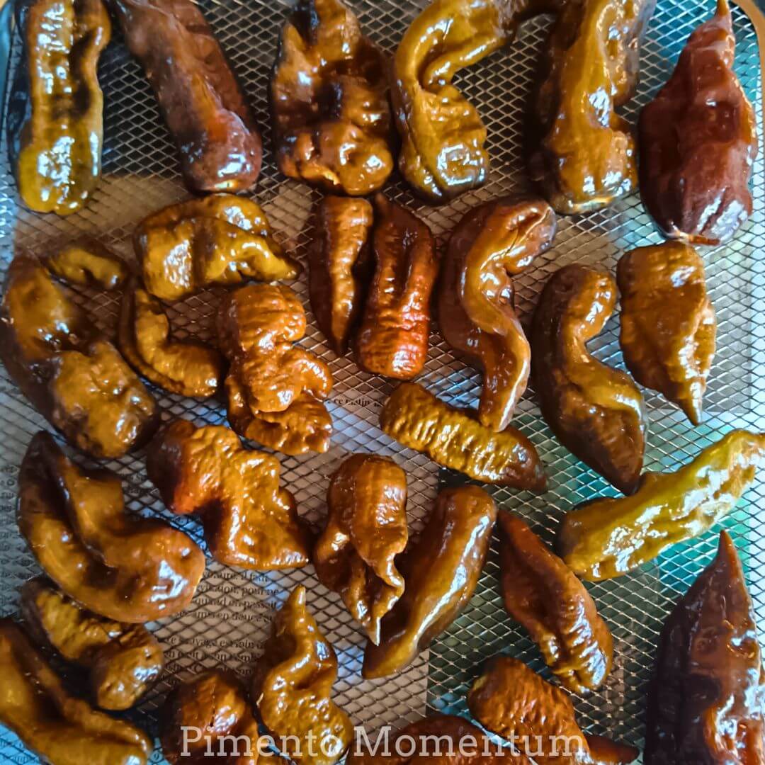 Piment Big Black Mama chocolat au lait en cours de séchage - Production artisanale bio Pimento Momentum