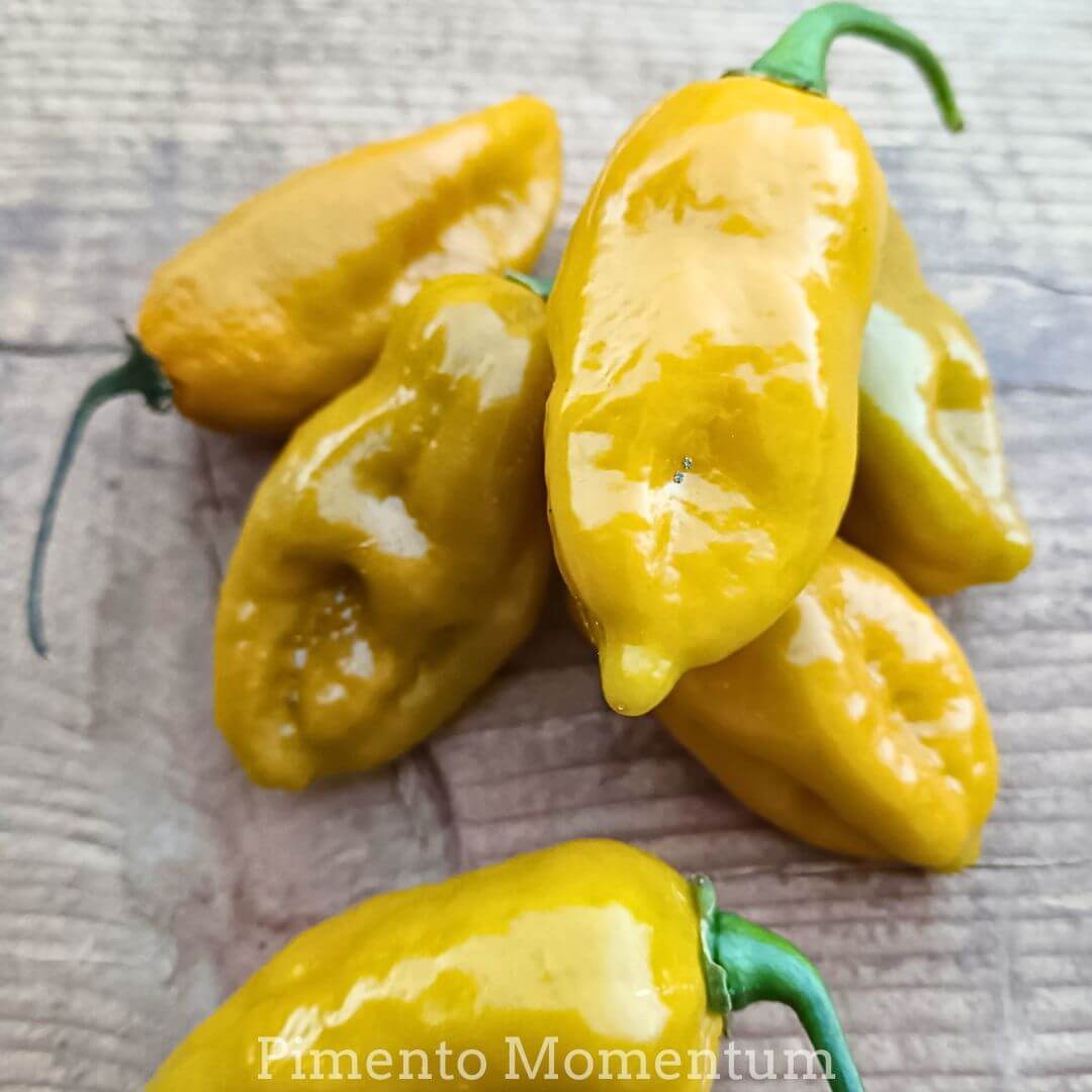 gros plan sur des piments big mama mustard ,couleur moutarde piments frais sur planche de bois naturel, cultivé en Lot et Garonne, édition limitée