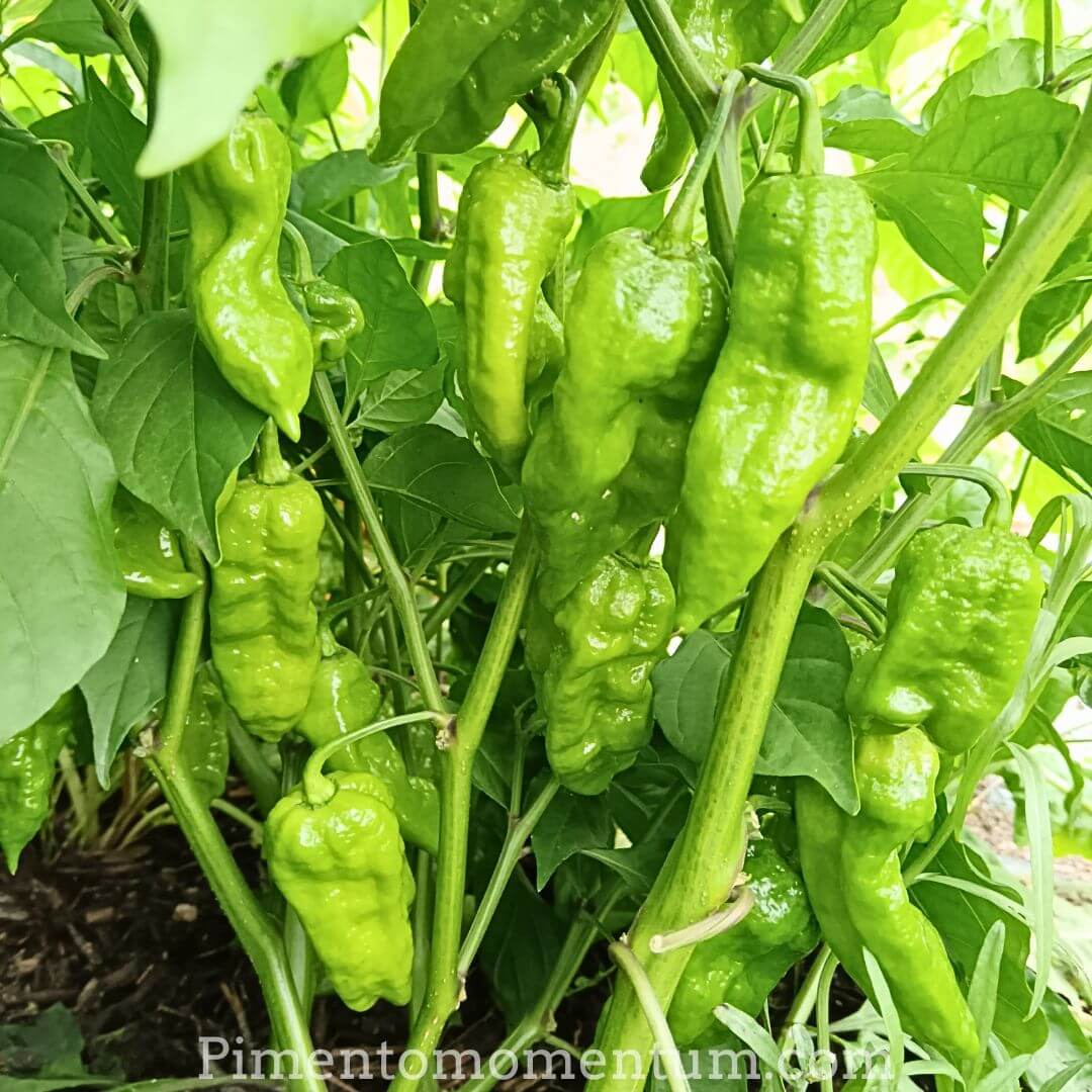 plants de piment big mama chargé en fruits immatures