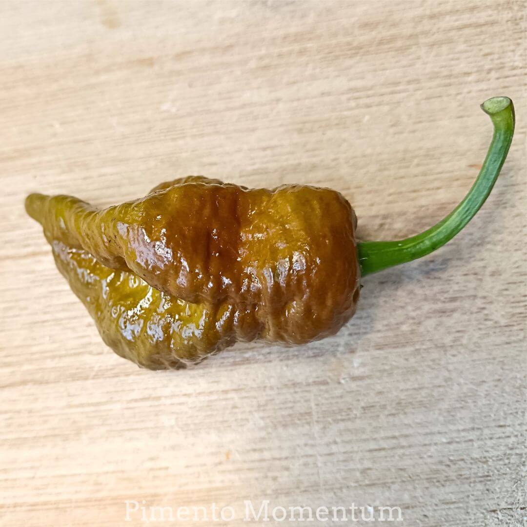 Graines Big Mama Black Bio - Spectaculaire - 10 graines