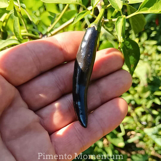 Main tenant un piment de cayenne noir brillant, prêt pour la récolte et le séchage à basse température.