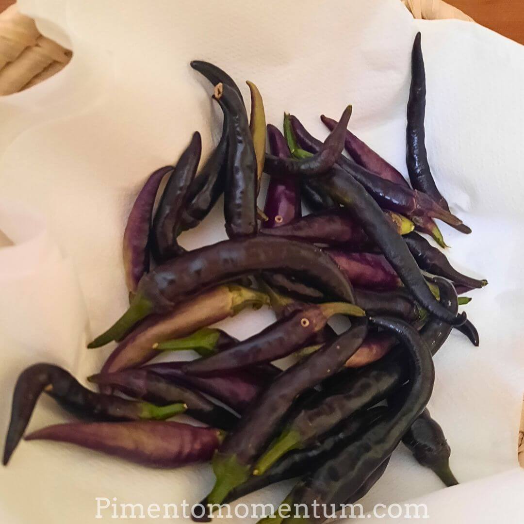 Black Cayenne - Piments violets et noirs fraîchement récoltés - Culture bio Pimento Momentum