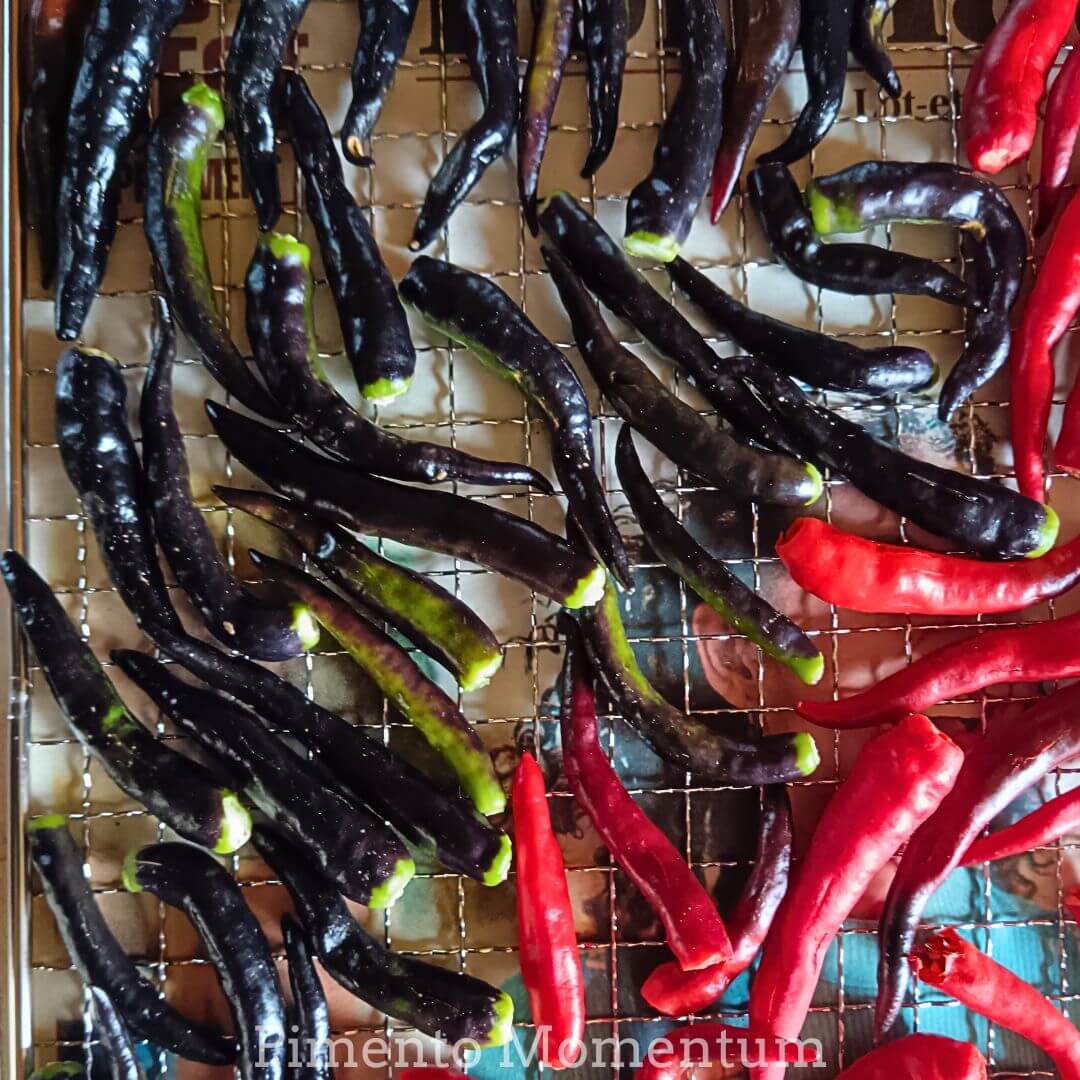 des piments de cayenne noir sur la grille pour une séchage doux et long, culture artisanale, récolte à la main pour une super qualité.