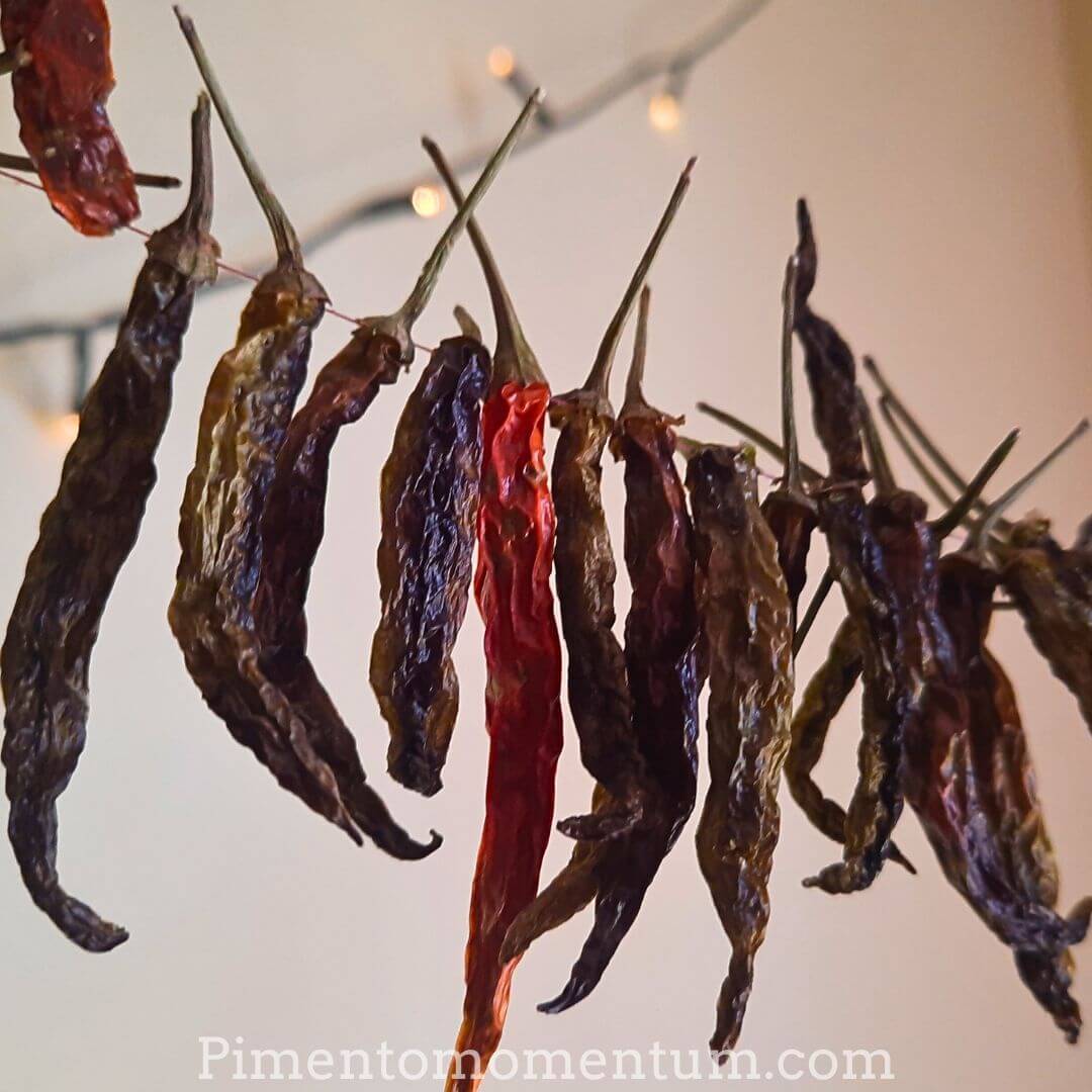Black thai séchés sur fil traditionnel - Piments artisanaux bio Pimento Momentum