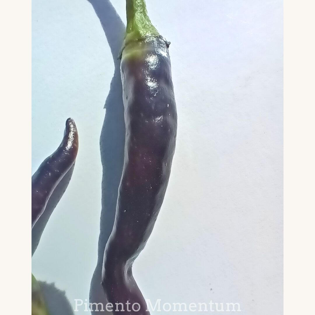 gros plant sur un piemnt de cayenne violet noir, texture du fruit couleurs brillantes, photo sur fond blanc, pimento momentum.