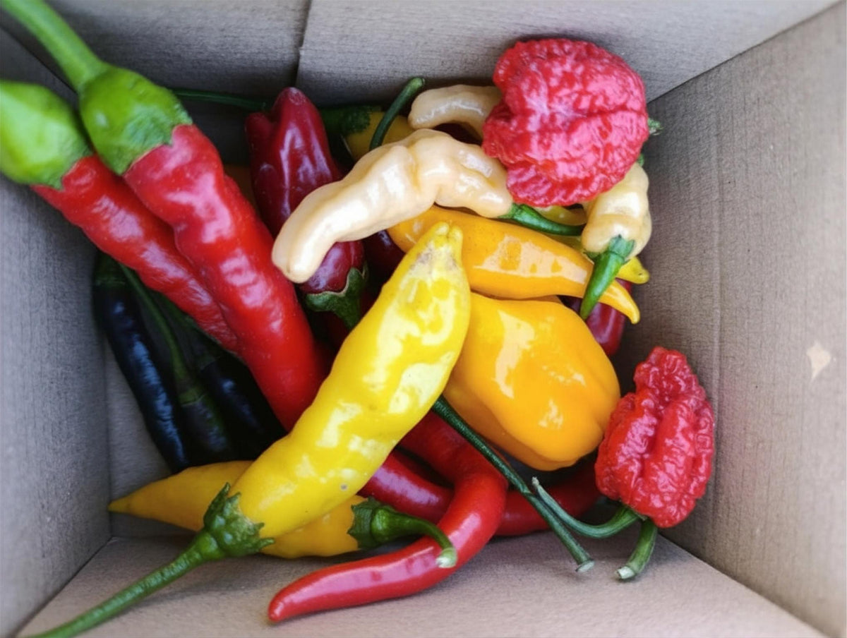 Box de piments frais bio avec 10 variétés différentes sélectionnées selon la récolte