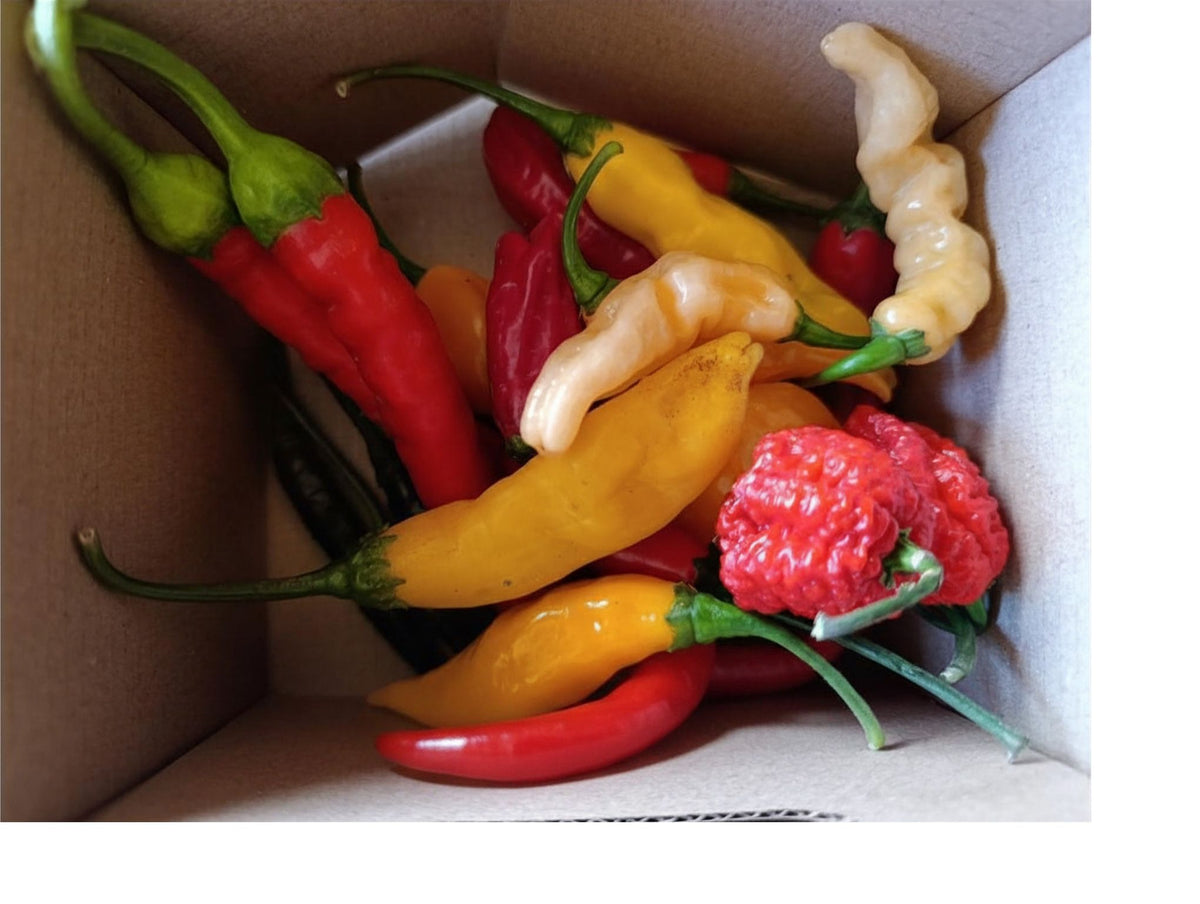 Box de piments frais bio avec 10 variétés différentes sélectionnées selon la récolte
