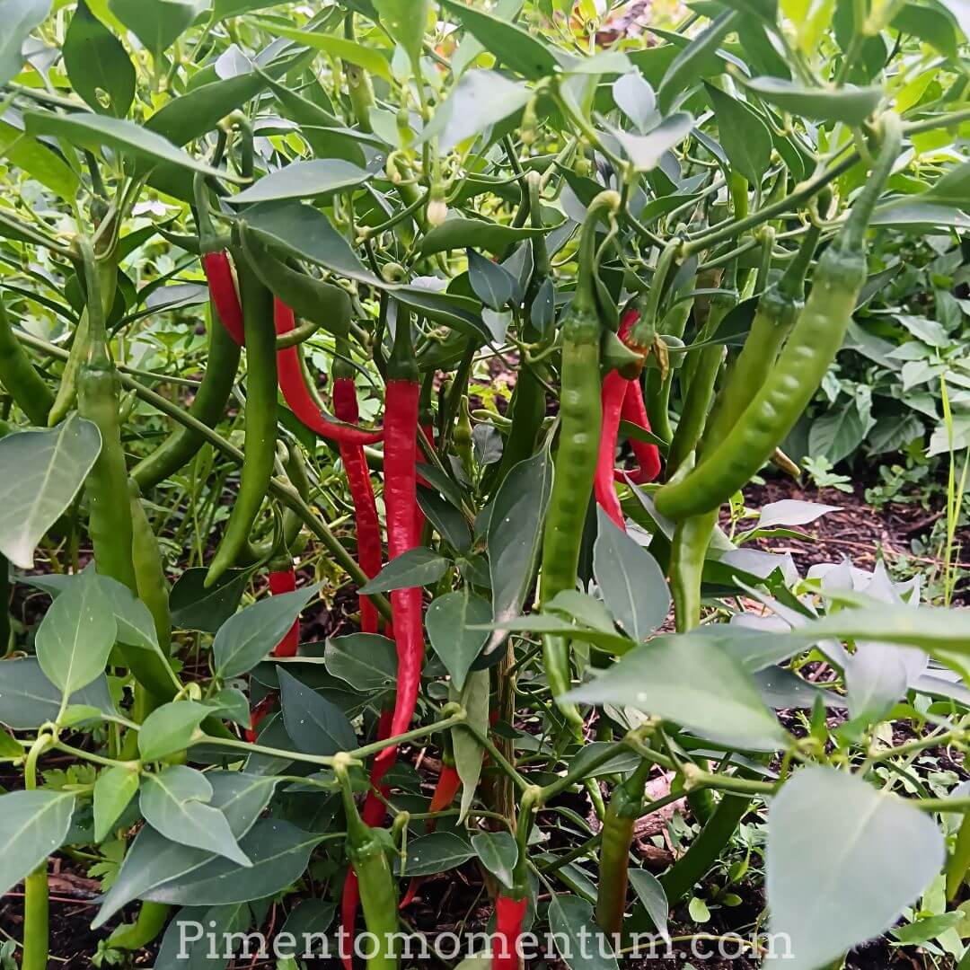 Cayenne Long Colombien sur plants en pleine production - Culture bio Pimento Momentum Lot-et-Garonne