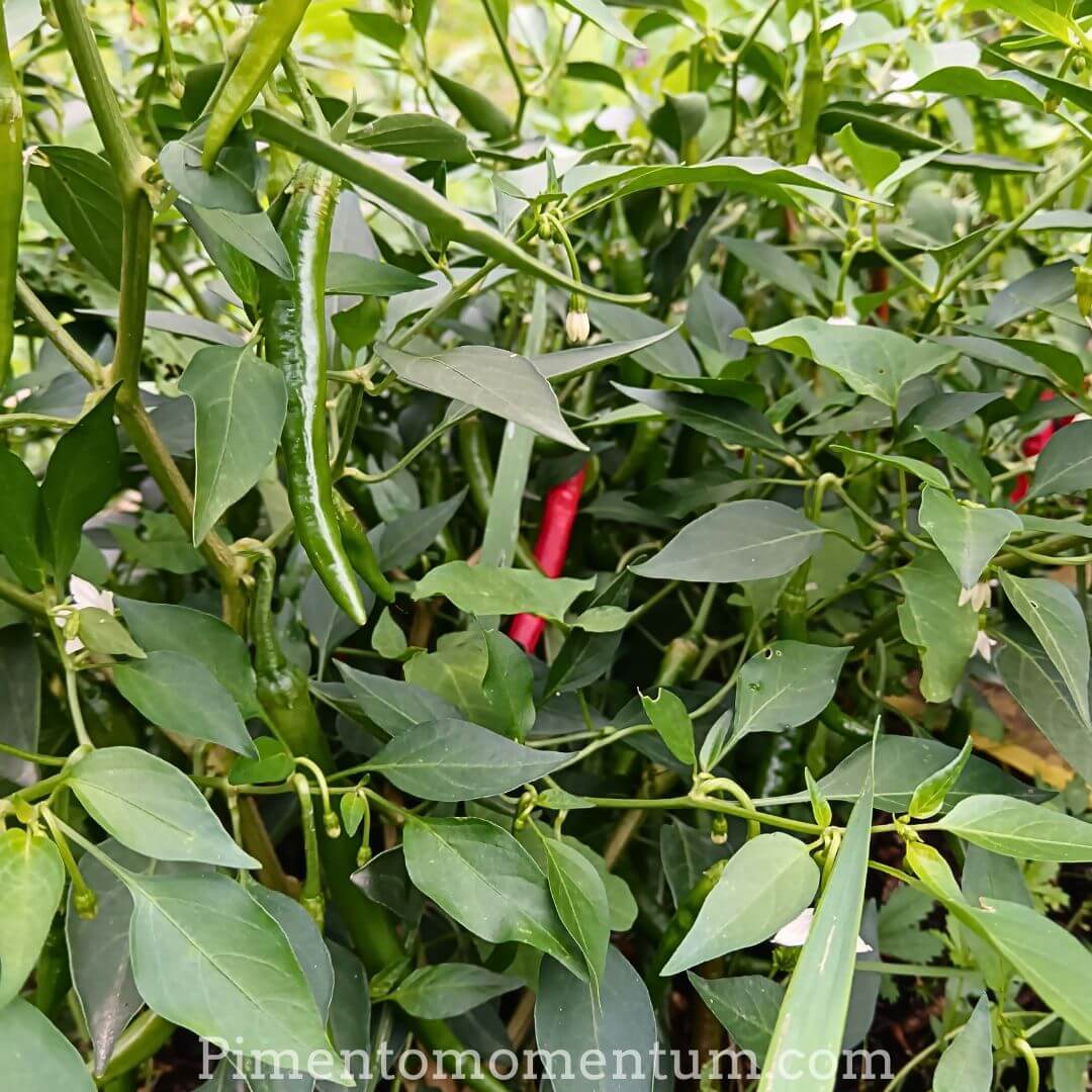Piment Cayenne rouge et vert sur plant - Culture bio plein champ - Pimento Momentum Lot-et-Garonne