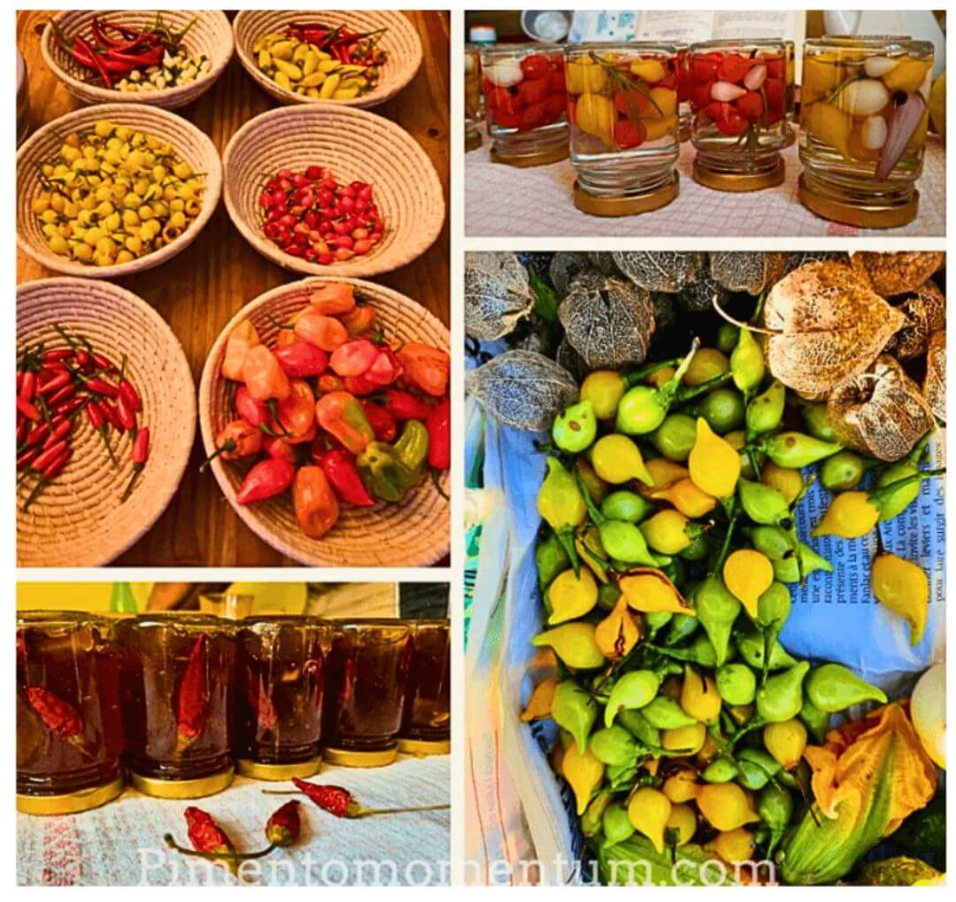 Collage variétés de piments séchés bio - Production artisanale Pimento Momentum Lot-et-Garonne