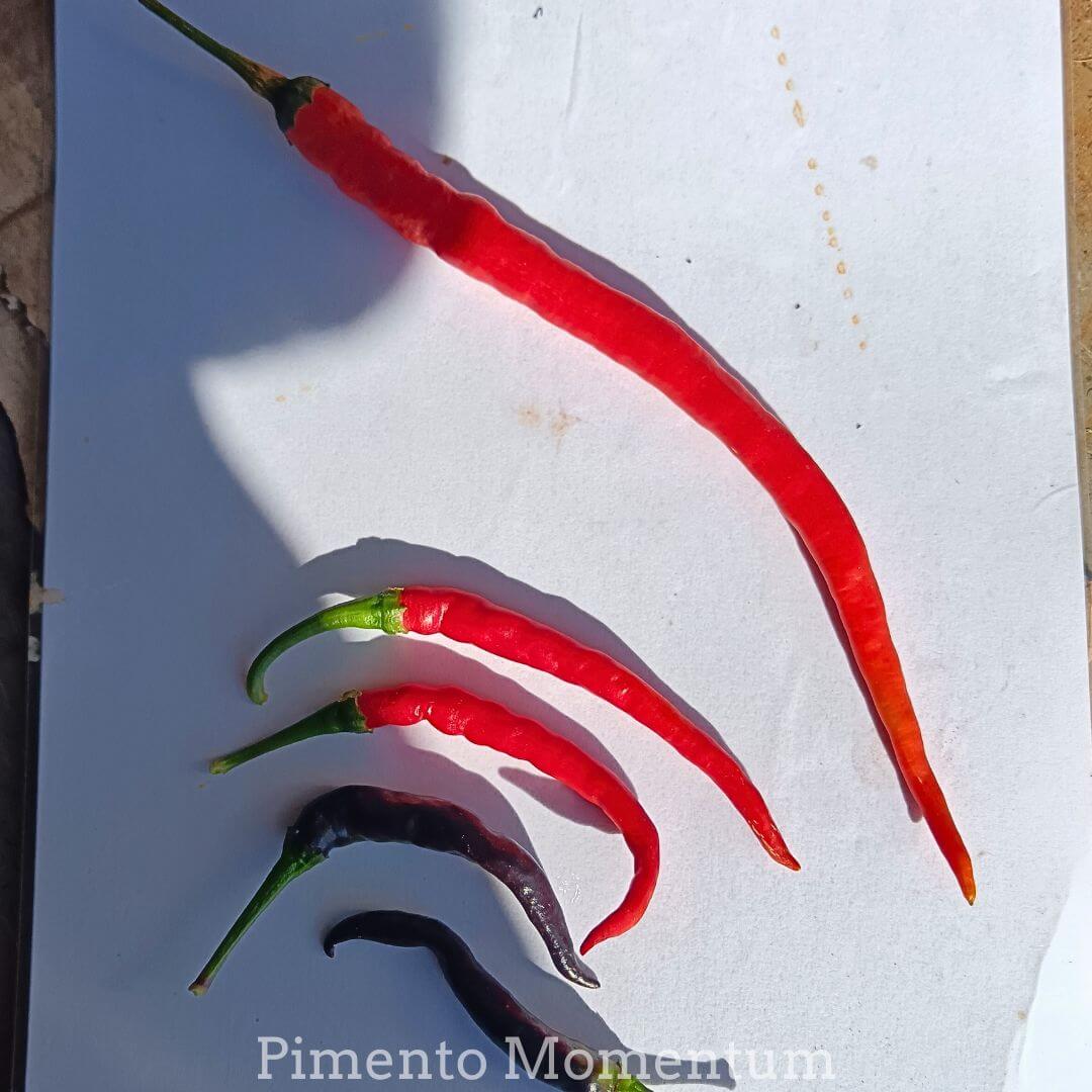 Piments de cayenne différents par leur taille et leur couleur, production artisanale, photo ensoleillée.