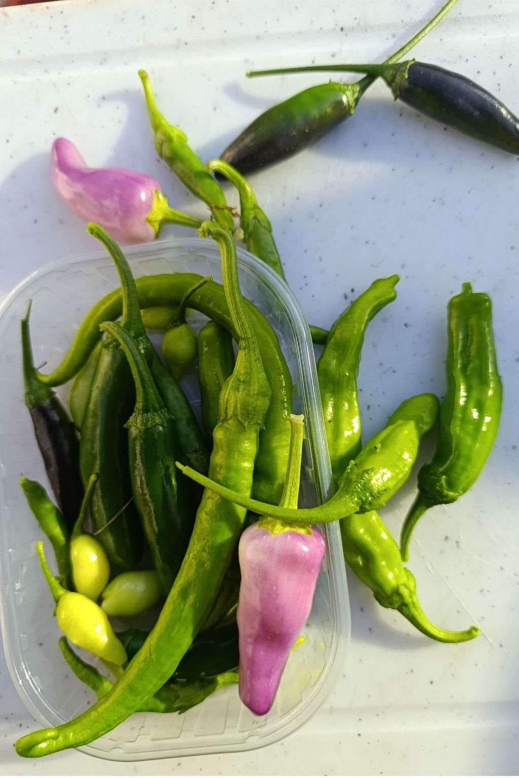 Assortiment de piments frais verts et violets de différentes variétés après récolte.