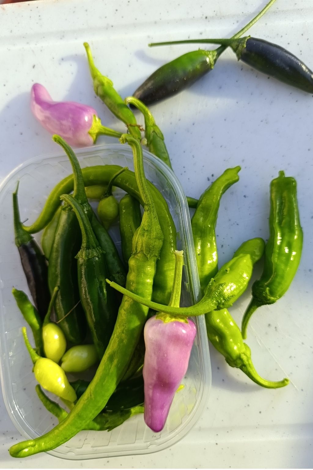 Assortiment de piments frais verts et violets de différentes variétés après récolte.