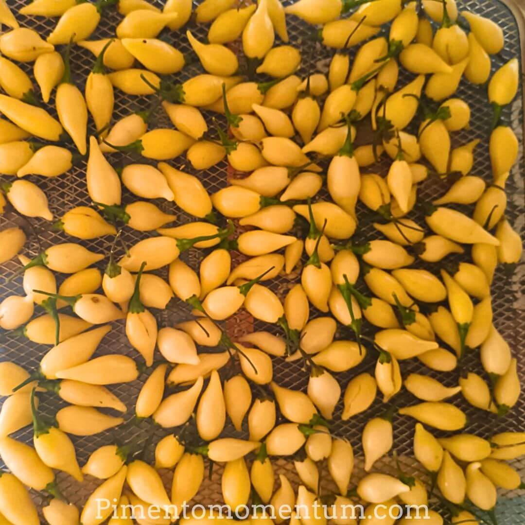piments coyote zan blancs - sechage à 45°c pendat 48-72h - lot et garonne - pimento momentum