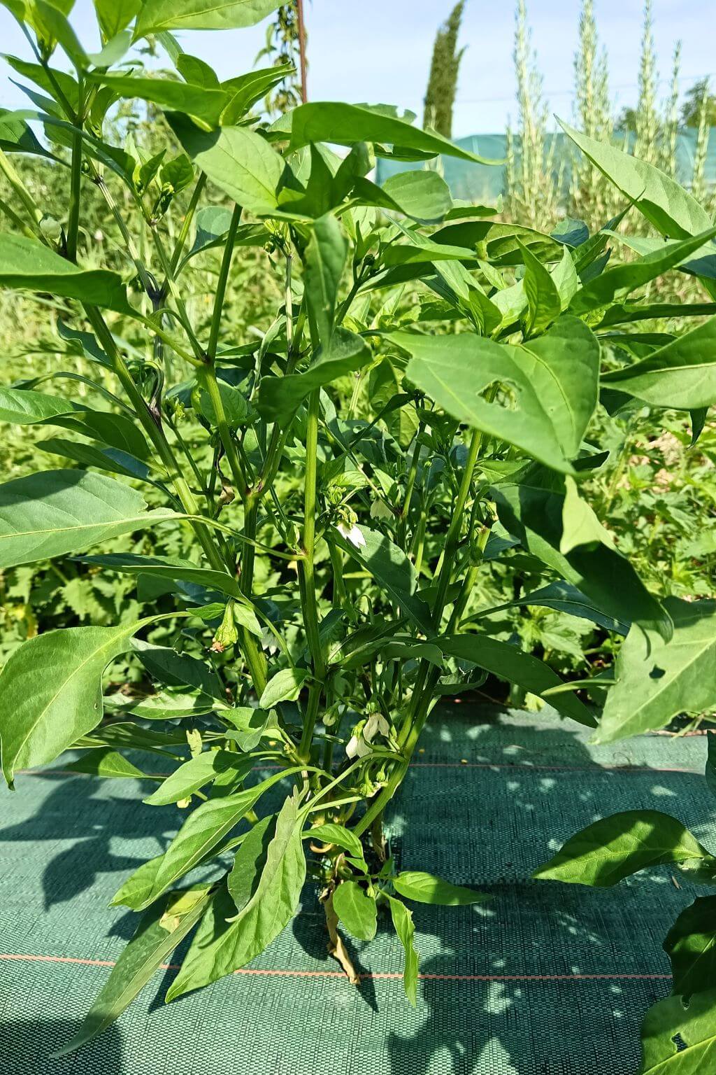 jeune plant de piment coyote zan bresilien, piment en forme de goutte mais assez fort, culture en pleine terre sur bâche tisée, forme buisonnante.