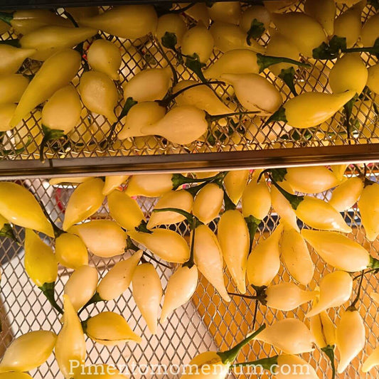 piment coyotezan blanc - dent de coyote du Brézil - agriculture artisanale  biologique