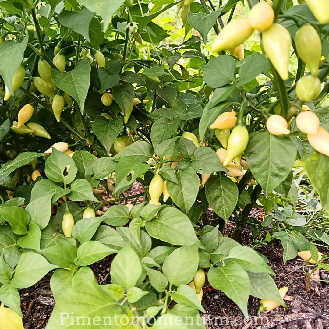 Plant de coyote zan piment dent de coyote Brésilien , beaucoup de fruits mûrs et immatures