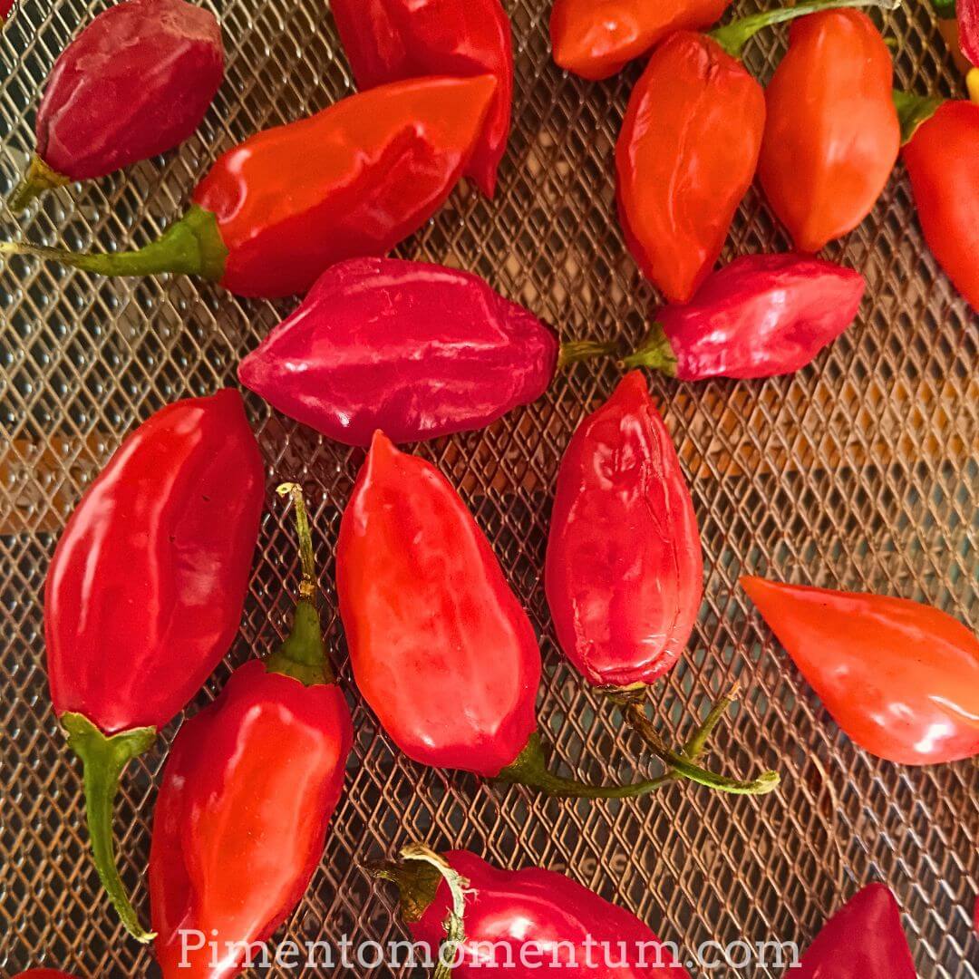 Fatalii Rouge en cours de séchage sur grille - Production artisanale bio Lot-et-Garonne