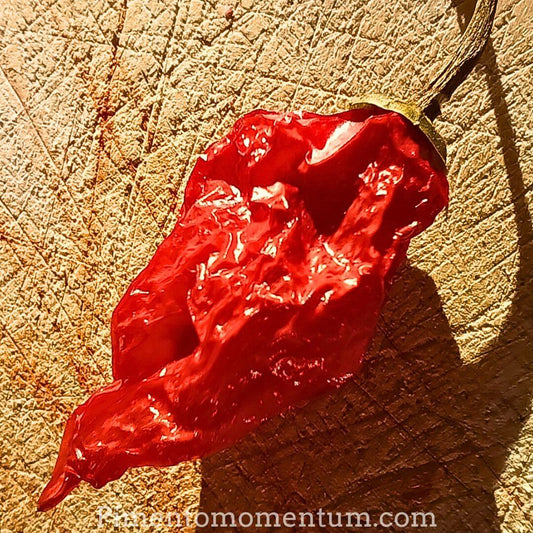 Fatalii Rouge séché sur planche en bois - artisanale - Piment africain ultra-fort bio Pimento Momentum