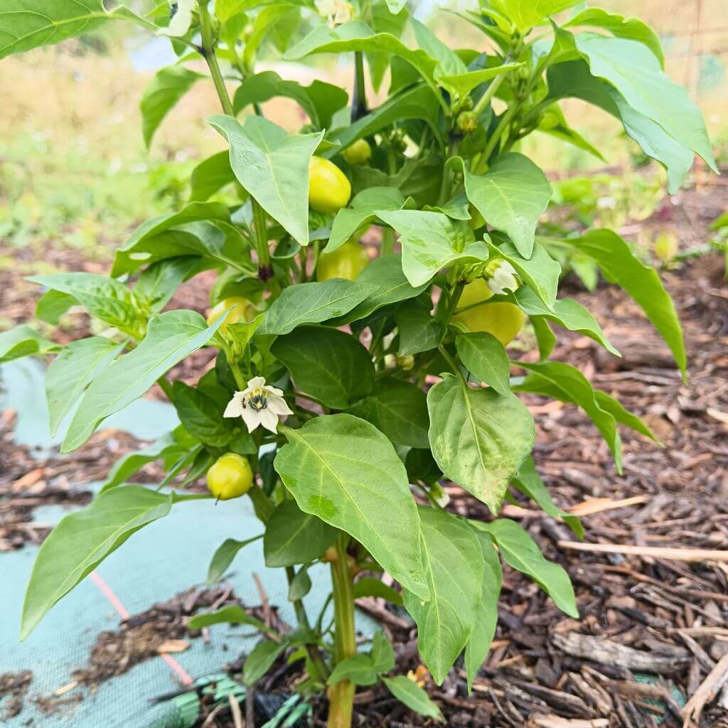 plants de piments paprika Alma, hongrois d'origine, plante en fleur