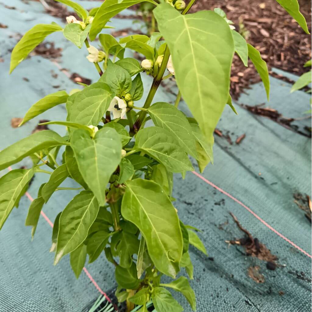 plant de piment paprika szentesi originaire de Hongrie, début de saison multiples fleurs