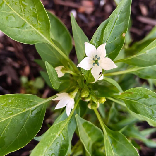 Graines de Paprika Vezena Bio