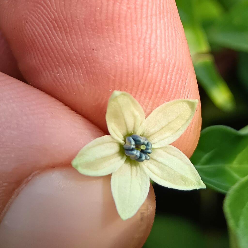 fleur de piment capsicum baccatum