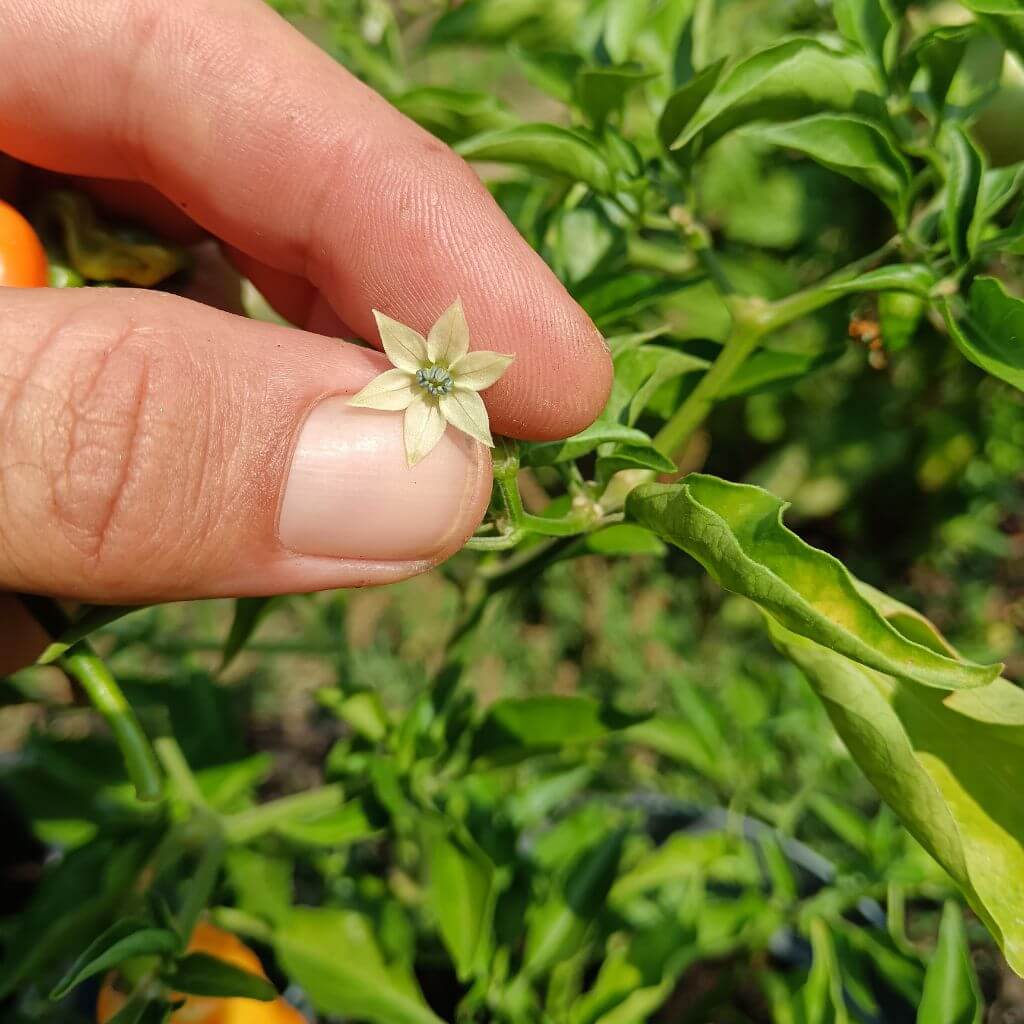 fleur de piment habanero orange sur le plant avec la main du jardinier