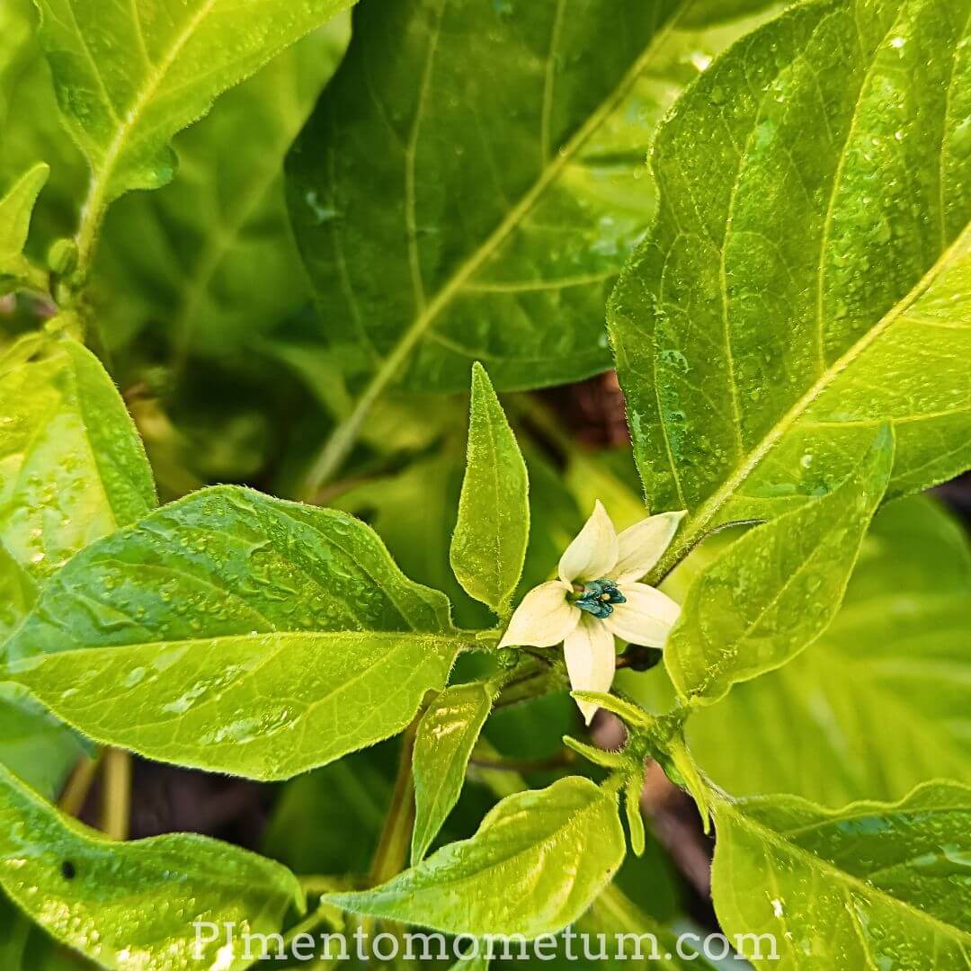 fleur blanche piment floraison plant culture biologique lot-et-garonne france