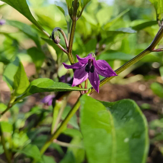 Fleur de piment black thaï , pétales violets à pistil violet
