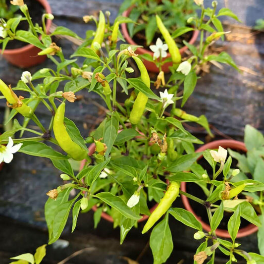 Piment thaï de Thaïlande, plantes début de saison, en fleur et avec des piments verts, culture en pot