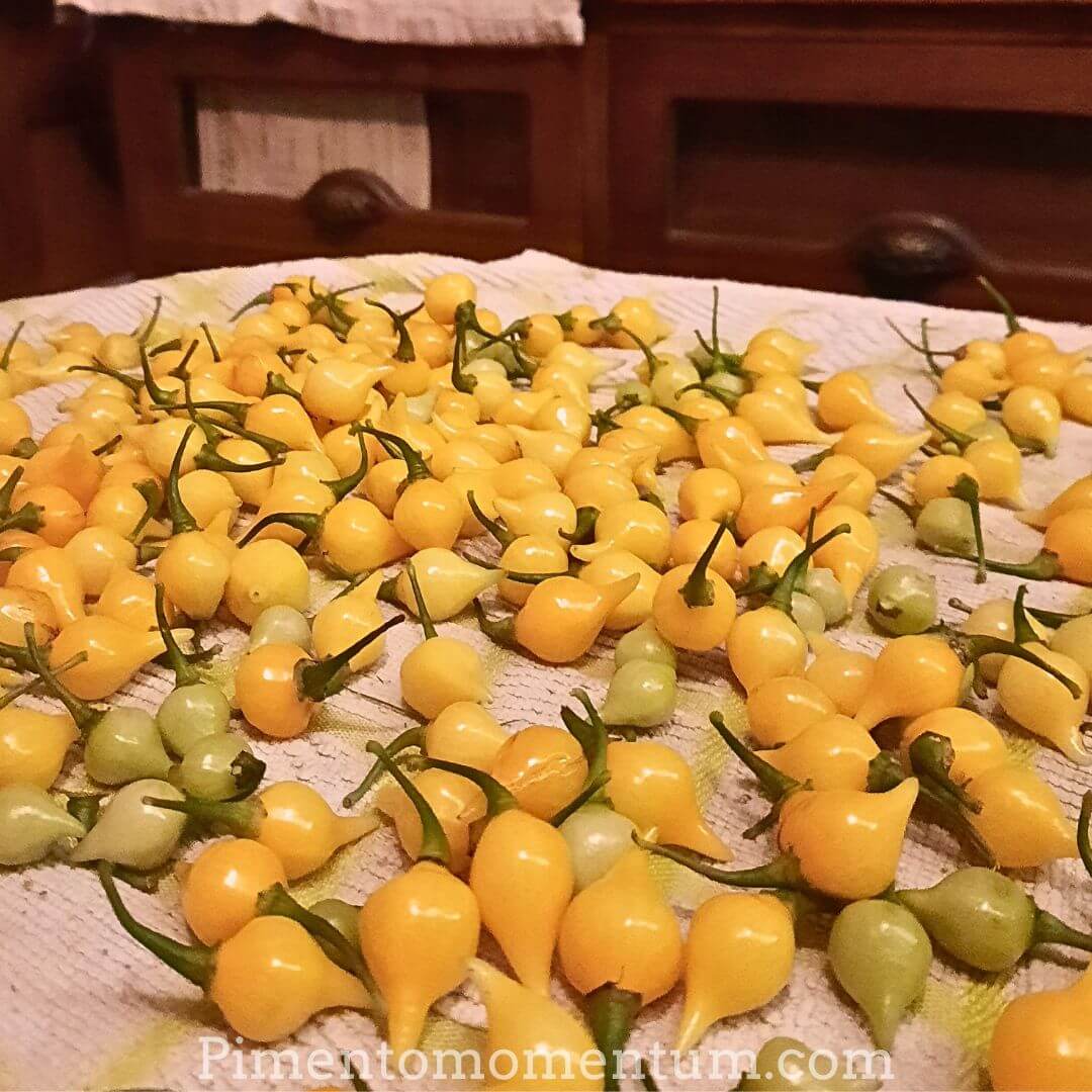 de jolis piments goutte d'eau jaune du Brésil - fraichement récoltés puis tendrement lavé pour le séchage artisanal