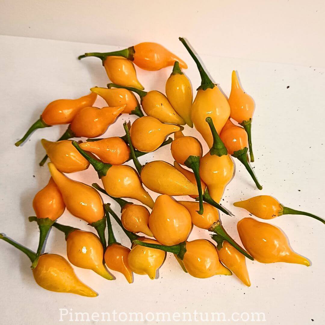 piment goutte d'eau jaune frais sur fond blanc - récolté pour le séchage en basse température pour un meilleur goût