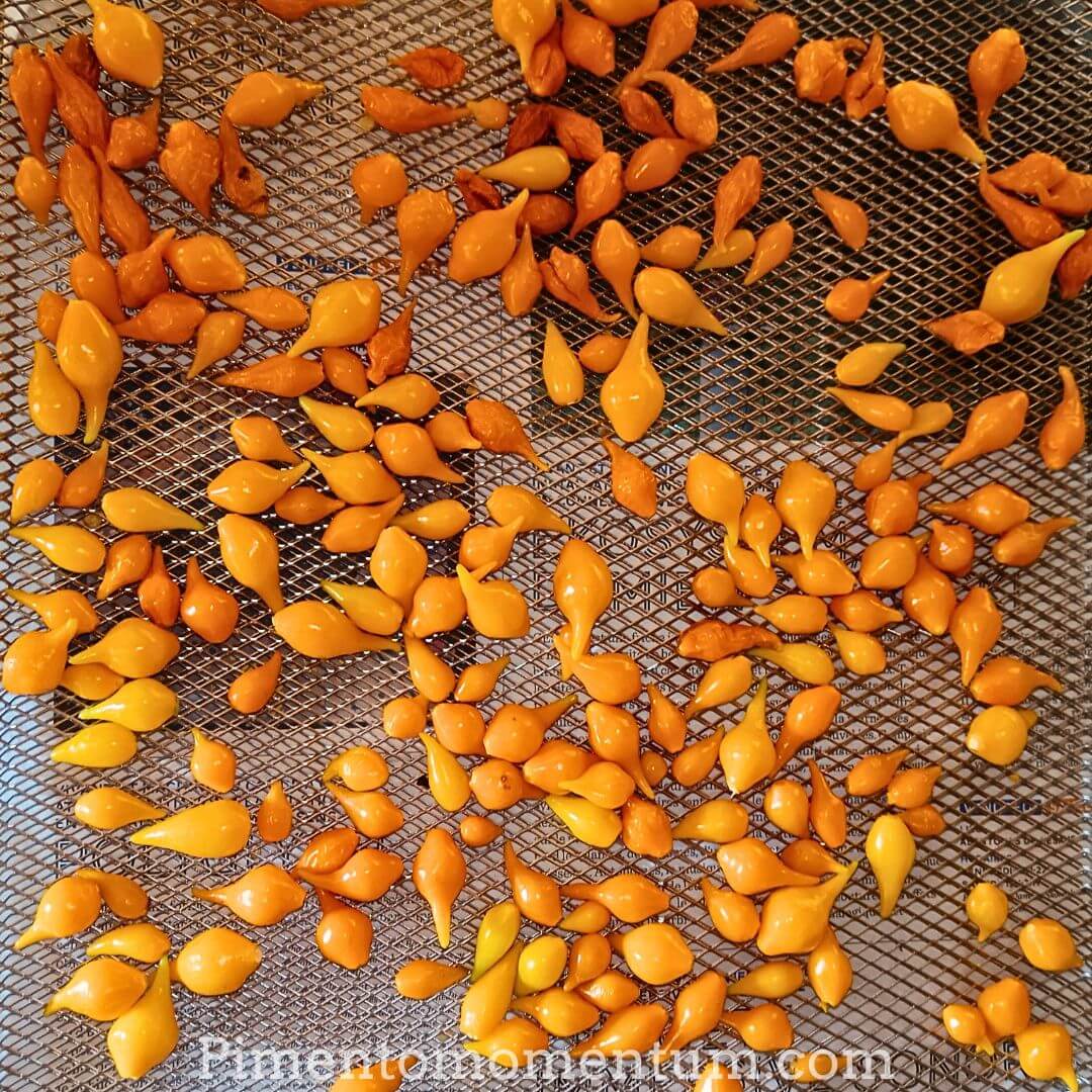 piment jaune goutte d'eau du Bresil - sur clayette pour séchage artisanal doucement mais longtemps